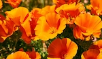 California Poppy
