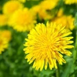 Dandelion Root Extract