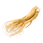 Eleuthero root