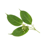 Gymnema Sylvestris