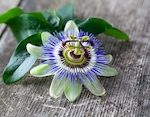 Passionflower