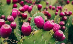 Prickly Pear