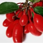 Uvaria Rufa Blume Extract