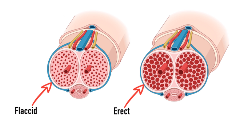 Benefits of Booster Brew