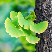 Ginkgo Biloba