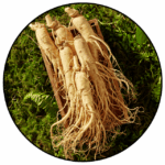 Panax Ginseng